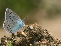 Polyommatus amandus (Çokgözlü Amanda)